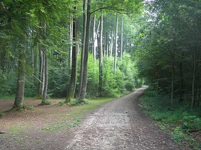 Funghi di frontiera